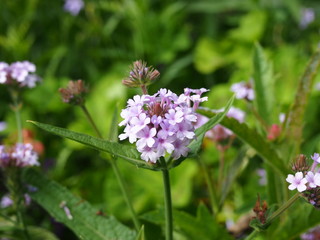 Light purple flower with blur background