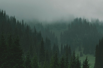 Misty landscape , Fog in the spruce forest in the mountains.
