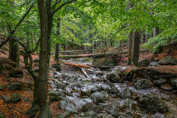 Urwald Wildnis am Bergbach