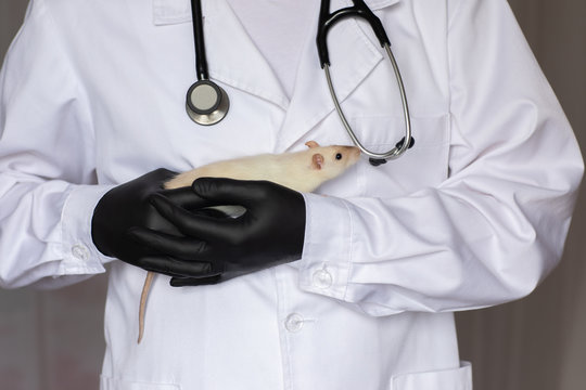Male veterinary doctor in white smock holding two rats