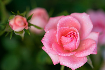 Pink Miniature Roses 3