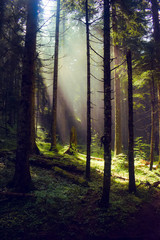 Bosque Encantado