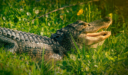 close up of an alligator
