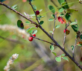 Ribes