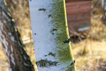 Horizontal photo of birch tree trunk in park. Simple tree trunk in outdoor forest.