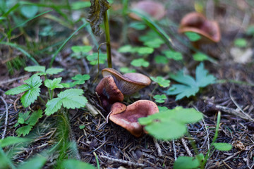 Auriculariales es un orden de hongos, perteneciente a la clase Phragmobasidiomycetes.