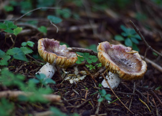 Agaricus Campestris