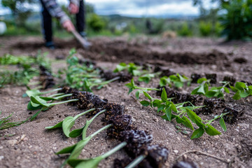 Seedlings waiting to be transplanted