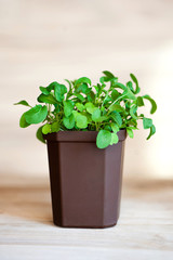Fresh arugula grass in a brown pot on a wooden background, grown at home.