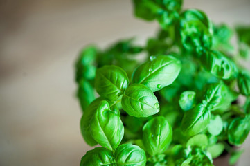 fresh basil leaves. Basil with green leaves. Copy space. Drops of dew, water.