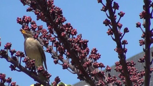 The pale-breasted thrush (Turdus leucomelas). Waiting in line: birds feed on the Australia umbrella tree (Schefflera actinophylla).