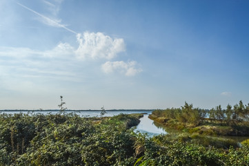 wetland at the po river delta in the north italy