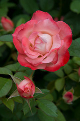 Pink Rose 4