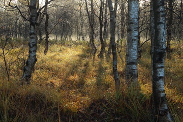 morning in the woods