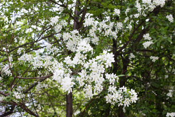 Blooming apple tree in spring
