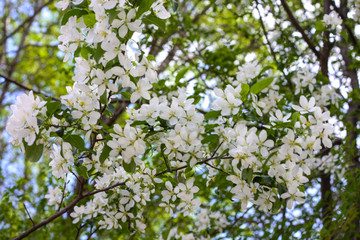 Blooming apple tree in spring