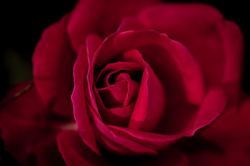 intense red silky rose macro on black background
