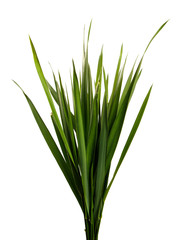 bunch of green grass on an isolated white background.Wheatgrass sprouts isolate