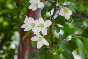 Blooming apple tree in spring