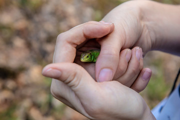 Green lizard in the hands of a girl.