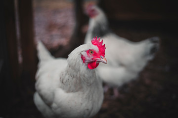 Chicken