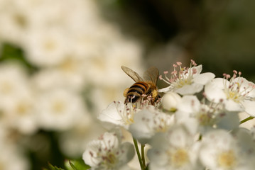 A macro shot of a honey bee collecting pollen from pyracantha flowers