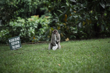 a monkey in the forest of monkeys chews a leaf with big eyes