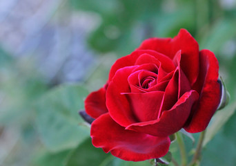 Red Rose Light 1