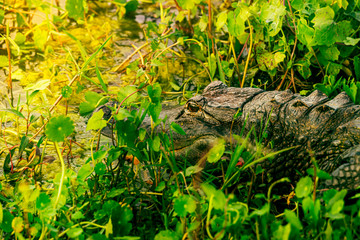 Naklejka na ściany i meble Gator hidden in the marsh