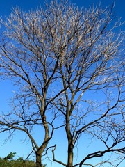 Fototapeta premium tree against blue sky