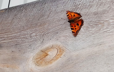butterfly, butterfly sitting on a wooden board,