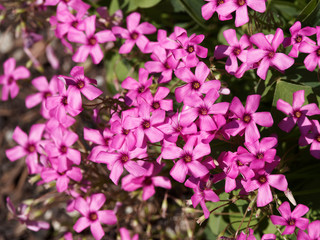 Oxalis articulata | Wood sorrel or pink sorrel with rounded clumps covered with many of bright pink flowers