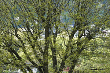 Green spring tree branches wit sunlight.