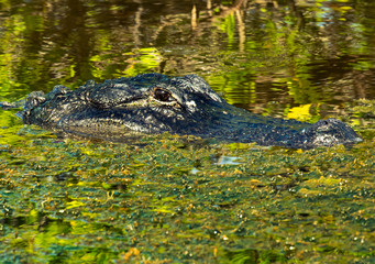 alligator in the everglades