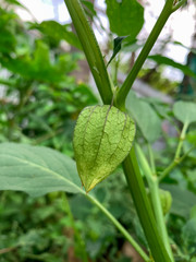 Close-up shot of Physalis angulat, herbaceous, annual plant.