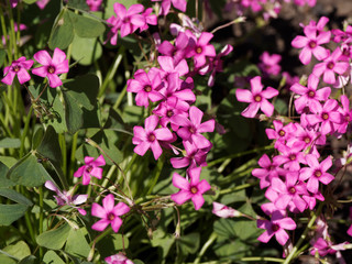 Oxalis articulata | Wood sorrel or pink sorrel, plant with a mound bright-green clover-like leaves covered with bright pink flowers blooming in spring
