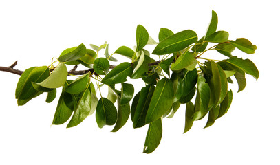 pear tree branch with green leaves on an isolated white background, closeup.