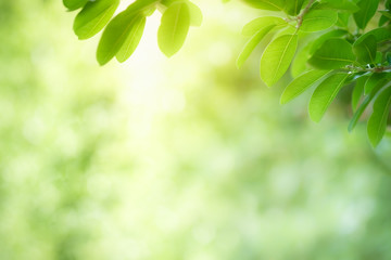 Amazing nature view of green leaf on blurred greenery background in garden and sunlight with copy space using as background natural green plants landscape, ecology, fresh wallpaper concept.