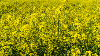 gelbes blühendes Rapsfeld im Frühling