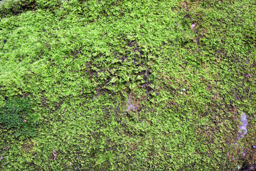 Obraz premium Moss green on stone in forest.
