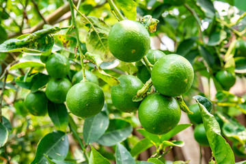 Lemon on the tree in the garden where the farmers grow
