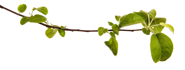Apple tree branch with leaves on an isolated white background, closeup. Young sprouts of a fruit tree, isolate