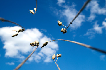 bent wisp blue sky white clouds from the bottom macro lens closeup close up
