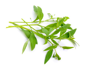 Myosotis nemorosa or Myosotis strigulosa isolated on white