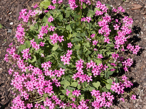 Oxalis articulata | Pink wood sorrel ornamental bright pink flowers used as ground cover