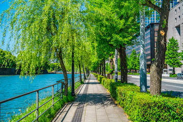 東京 皇居外苑 日比谷濠 歩道の柳並木