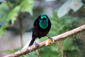 Beautiful Bird-of-paradise of New Guinea with long tail and beak aeting tropical fruit
