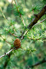 Fototapeta premium Brown little pine cone on a thin pine branch with green needles in the forest