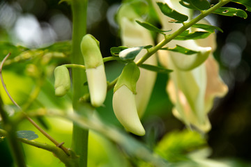Fototapeta na wymiar Close-up of a white Cattleya flower on the tree.
