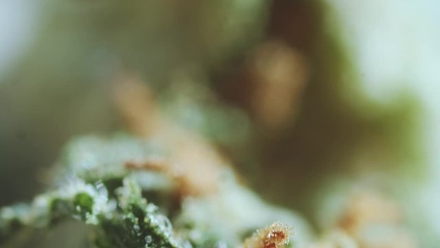 Super macro of beautiful green cannabis plant with trichomes. Changing focus. Weed culture. Marijuana. Extreme close-up shot.